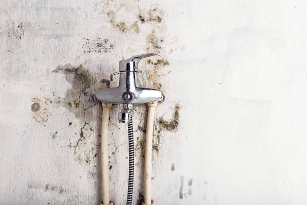 Best Insurance-Related Mold Remediation in Page, AZ