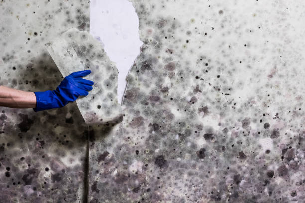 Best White Mold Remediation in Page, AZ